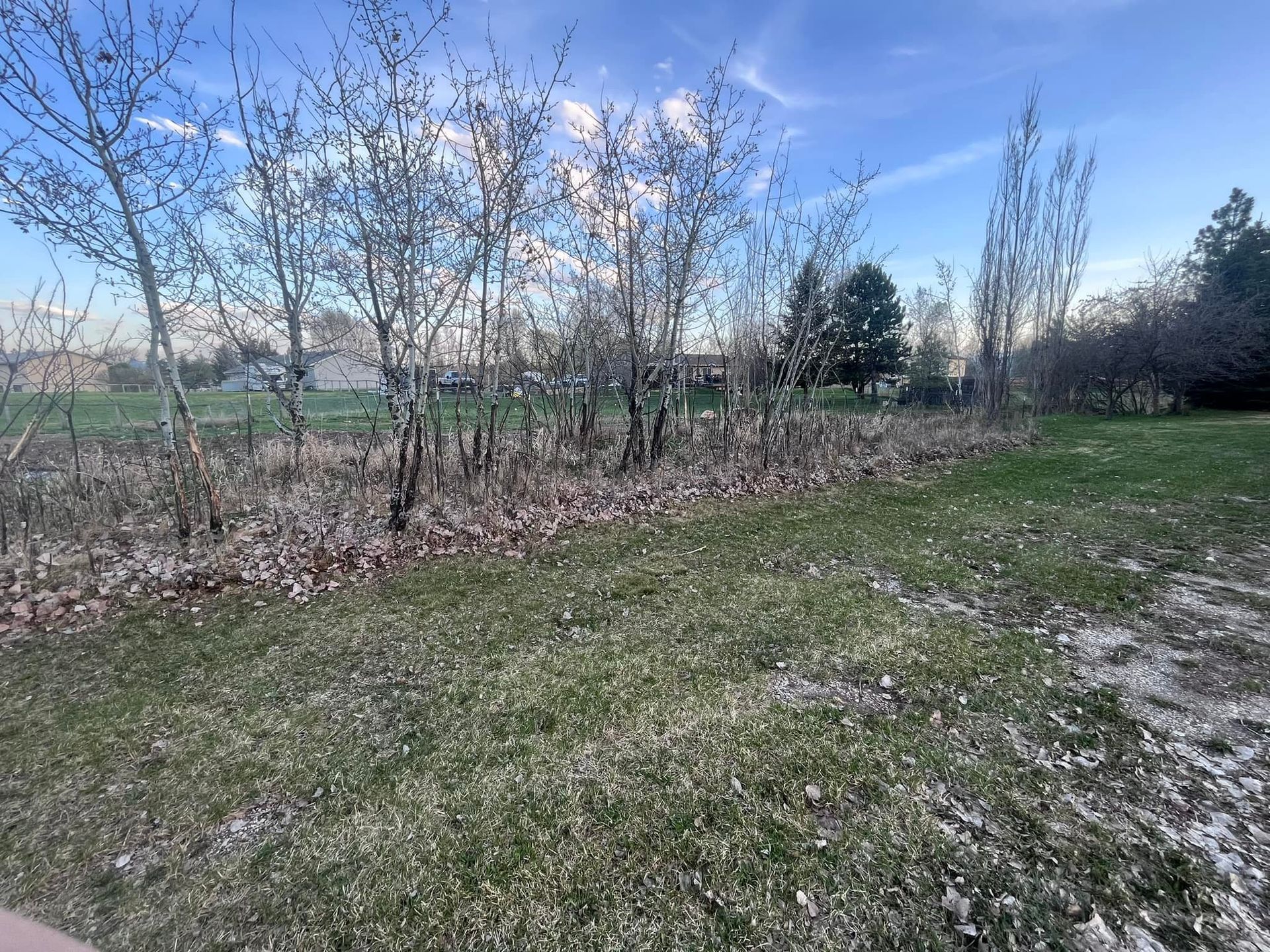 A sunny, outdoor landscape features a row of bare trees lining a grassy field scattered with dry leaves.
