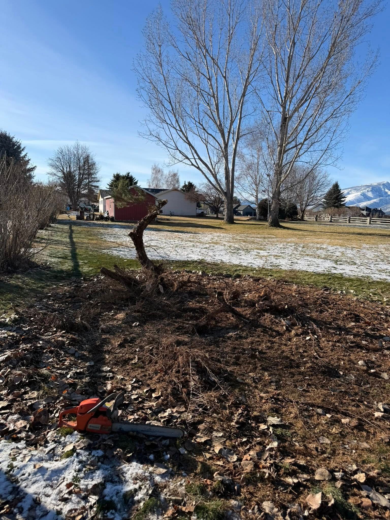 A chainsaw lies on dry leaves in a yard with a cut tree stump, bare trees, and a house in the background under a blue sky.