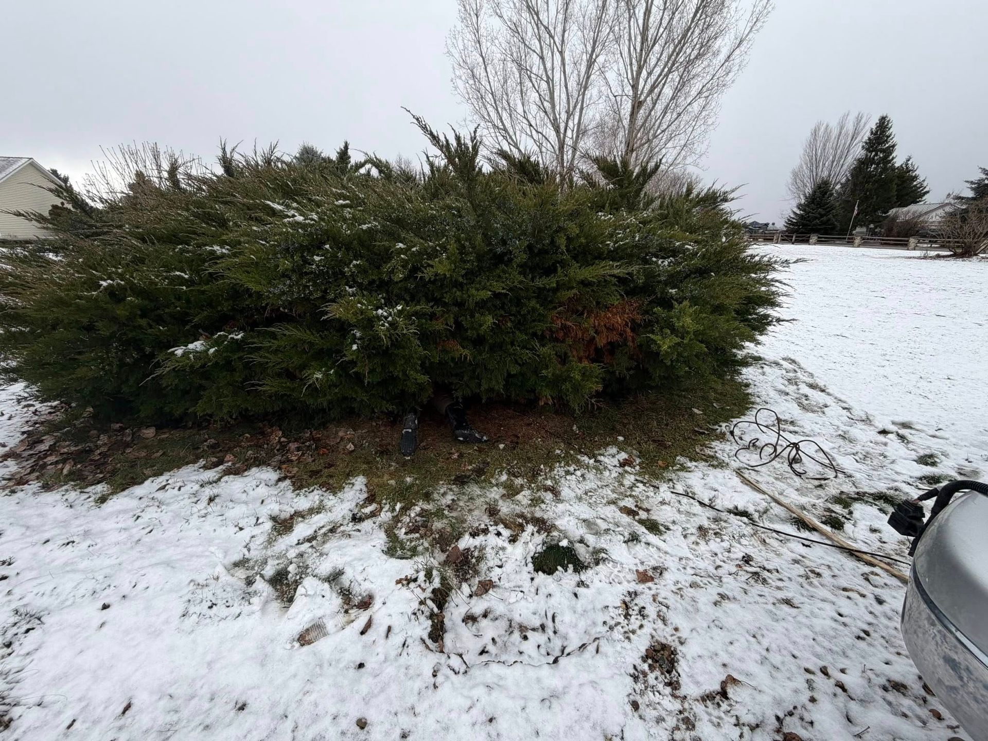 A large, rounded evergreen shrub sits in a snow-covered yard on a cloudy day.
