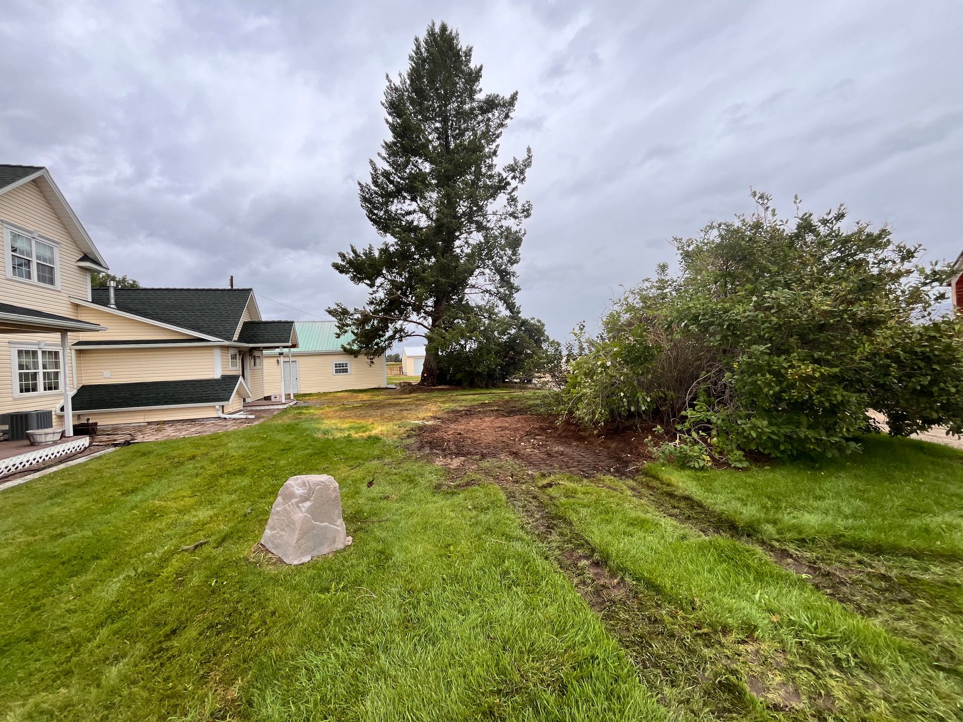 A tall, slender conifer stands in a grassy yard beside a light yellow house and a section of disturbed, muddy ground.