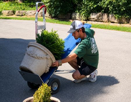 Gardener kneeling beside a wheeled cart, loading a large planter with a shrub on a sunny driveway.
