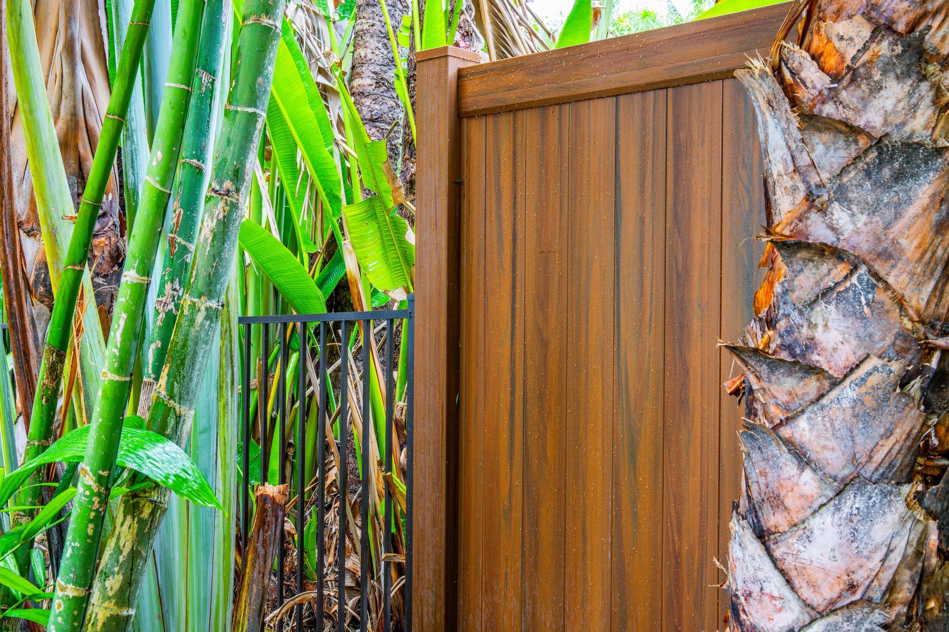 A brown wooden fence segment stands beside a palm tree trunk, with green tropical foliage visible behind a metal gate.