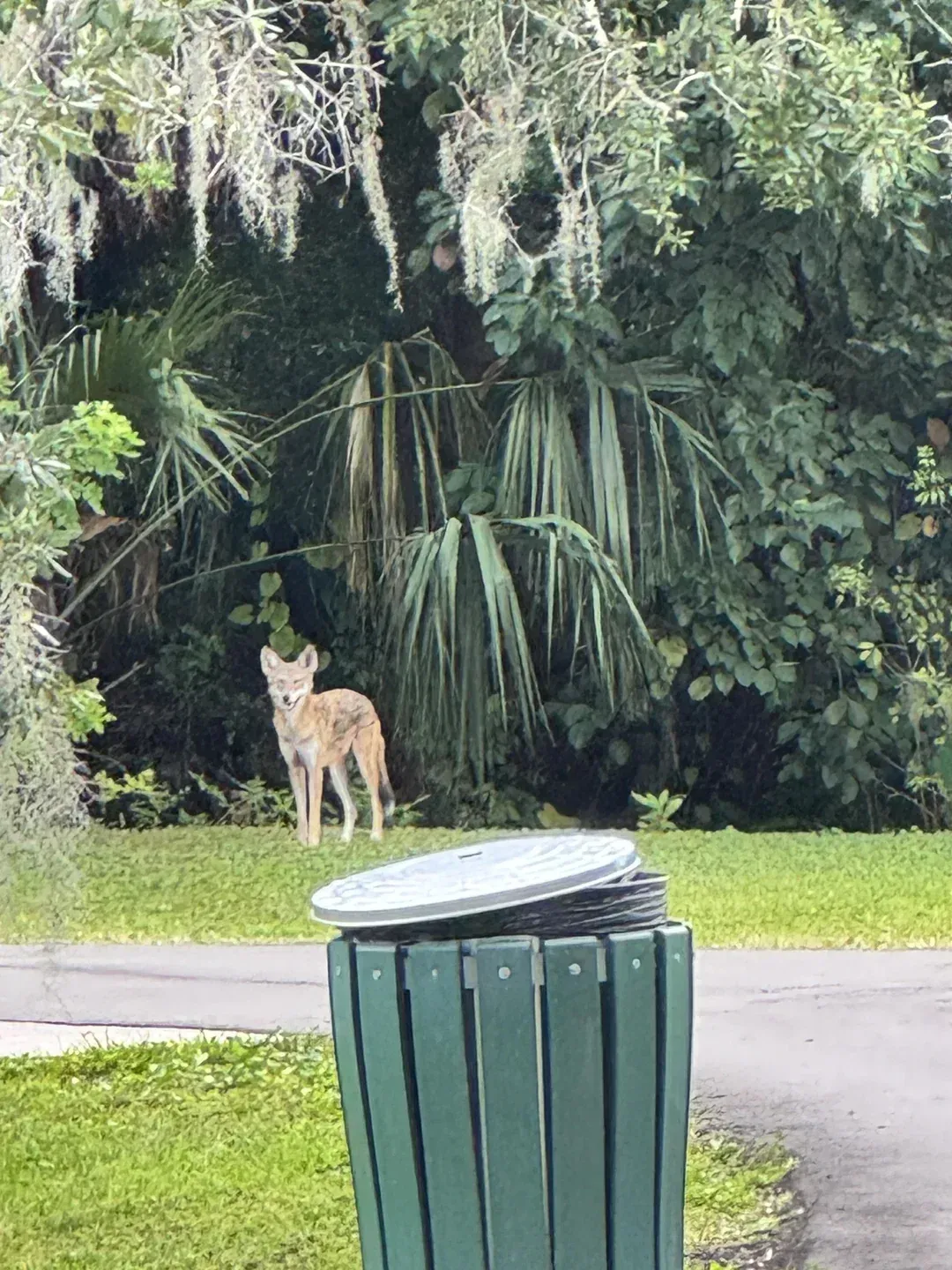 A coyote stands on a grassy lawn near a green trash bin in front of a lush, wooded area.