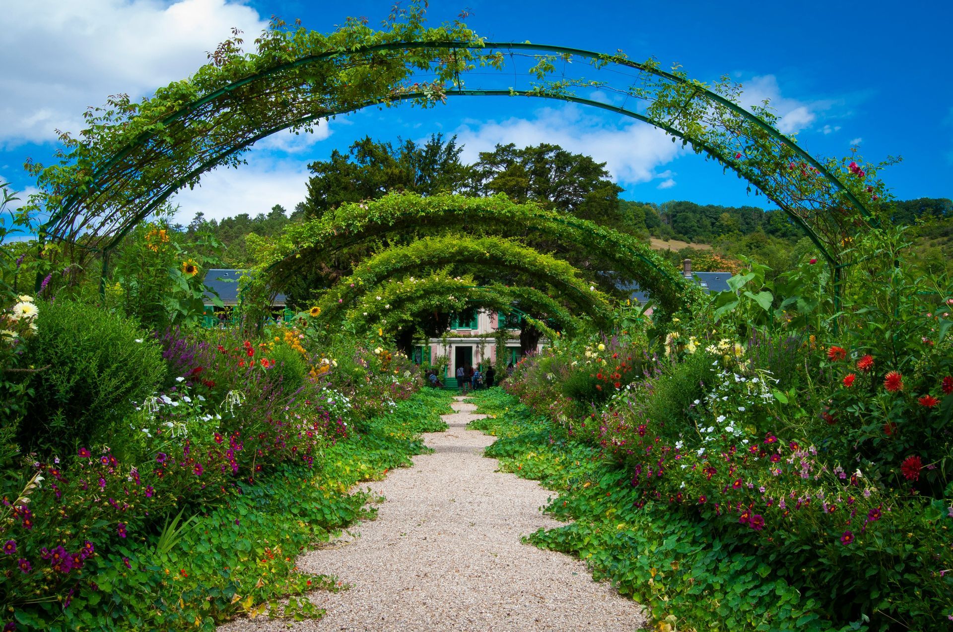 A beautiful clear sky in the garden with overhanging plant arches