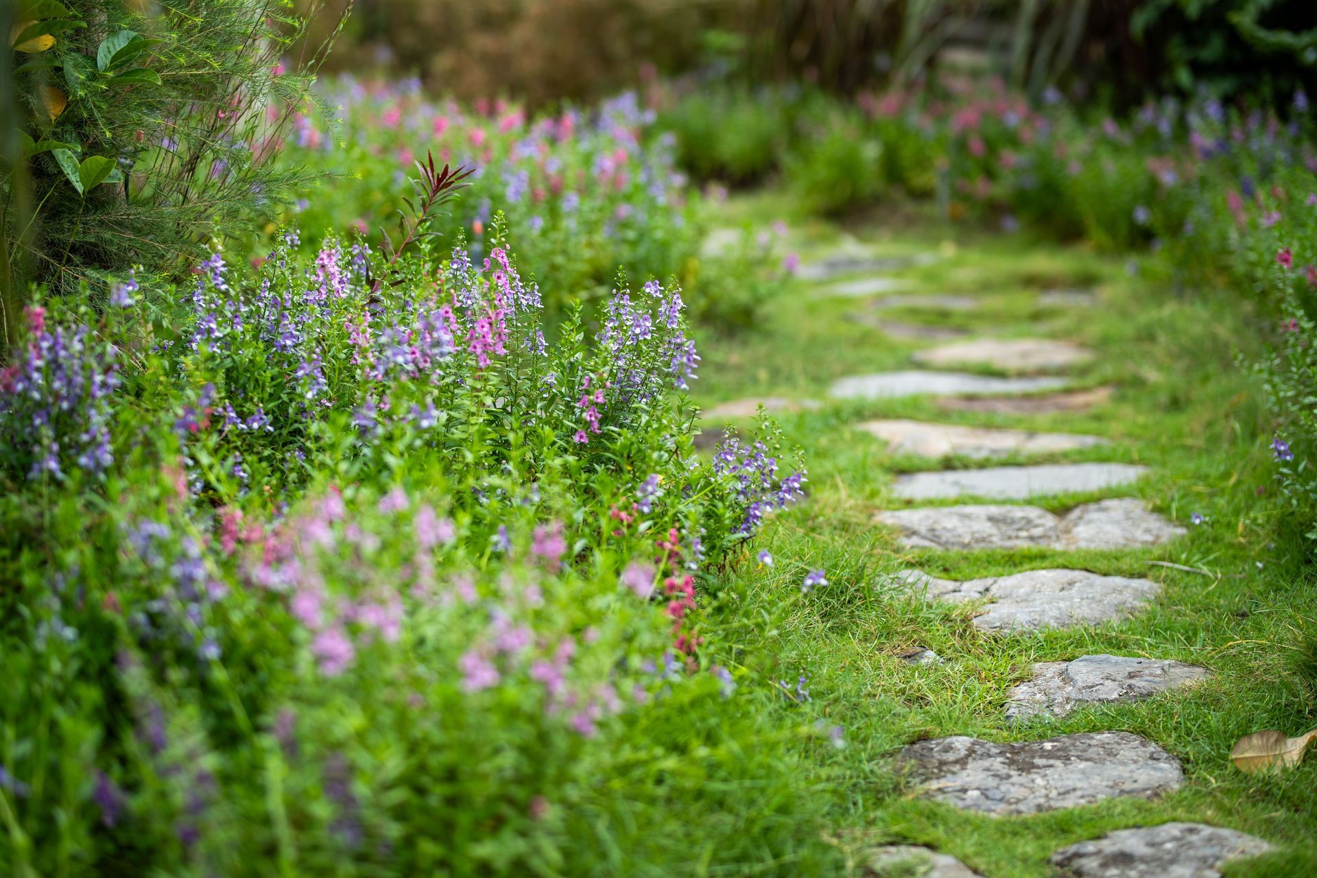 Tuinpad tussen beplanting