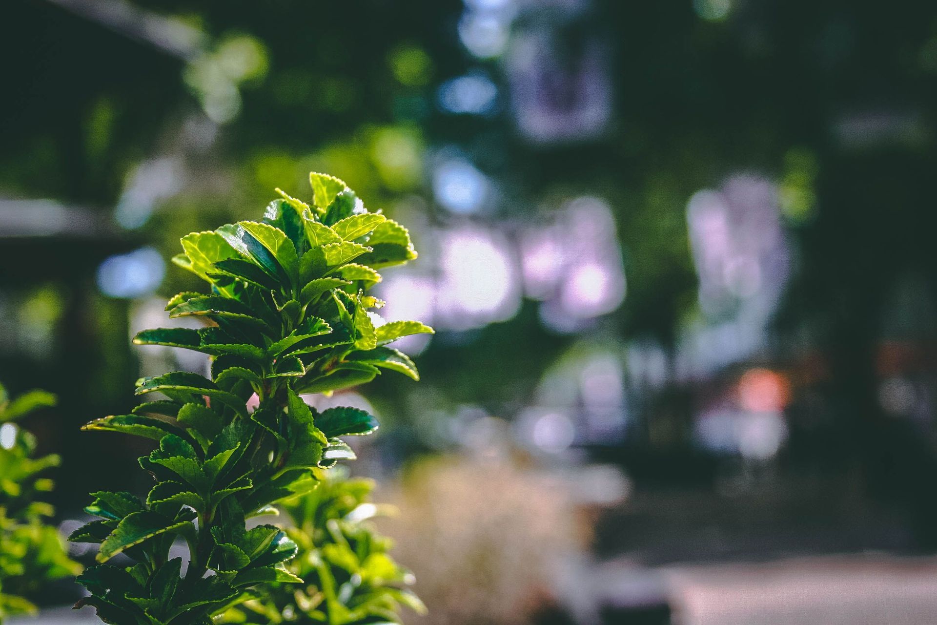 Aangelegde tuin met terras en beplanting