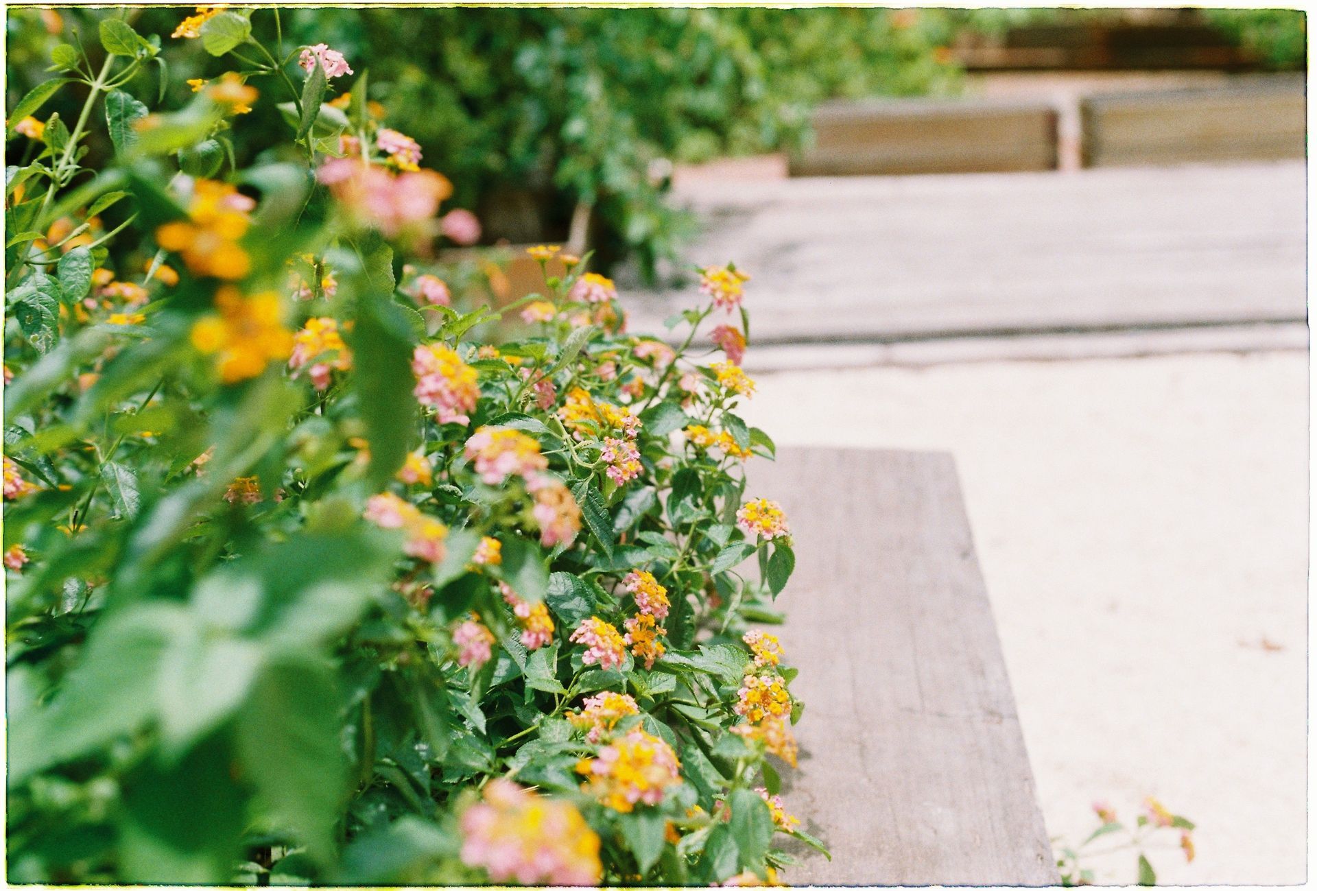 Border met vaste planten