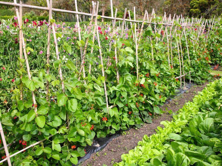 Green Roofs — RAD Roofing & Construction LLC in Green Valley, AZ Green Roofs — RAD Roofing & Construction LLC in Green Valley, AZ