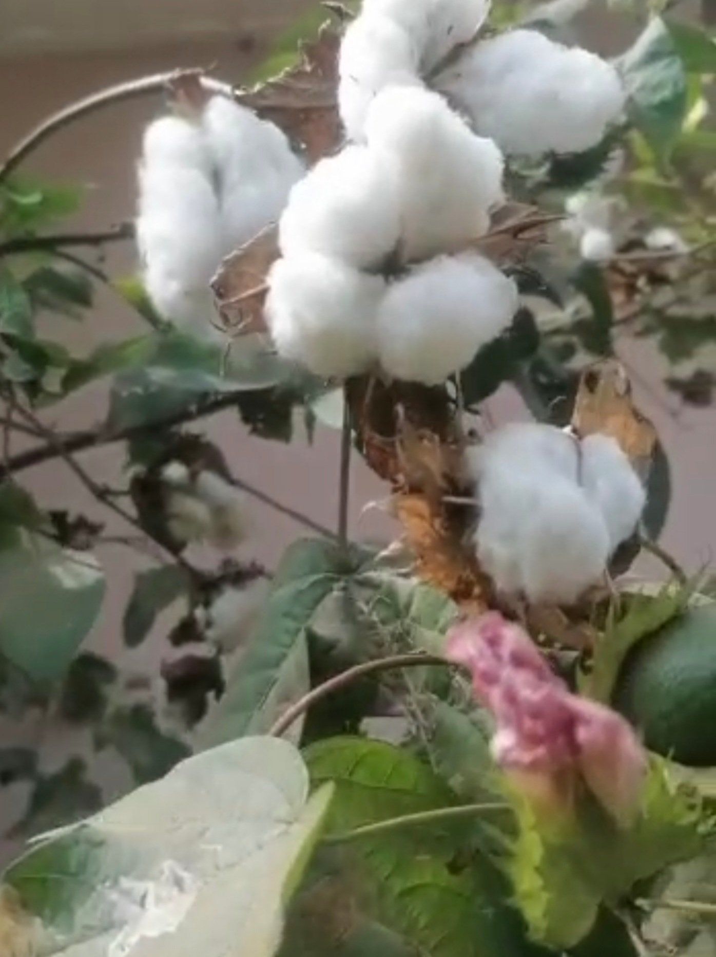 Full Cotton Boll on Cotton Shrubs at Mishkan Farms Tester Site