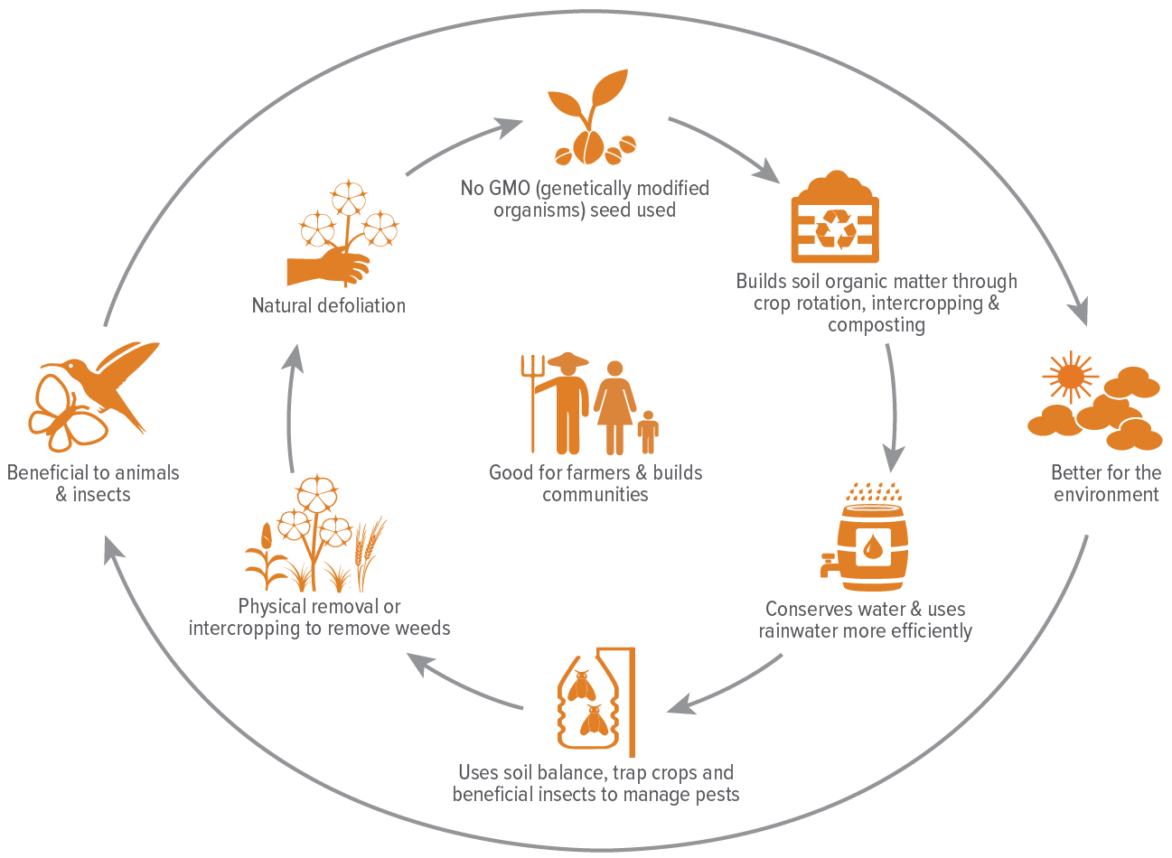 Non-GMO Cotton Farming Cycle