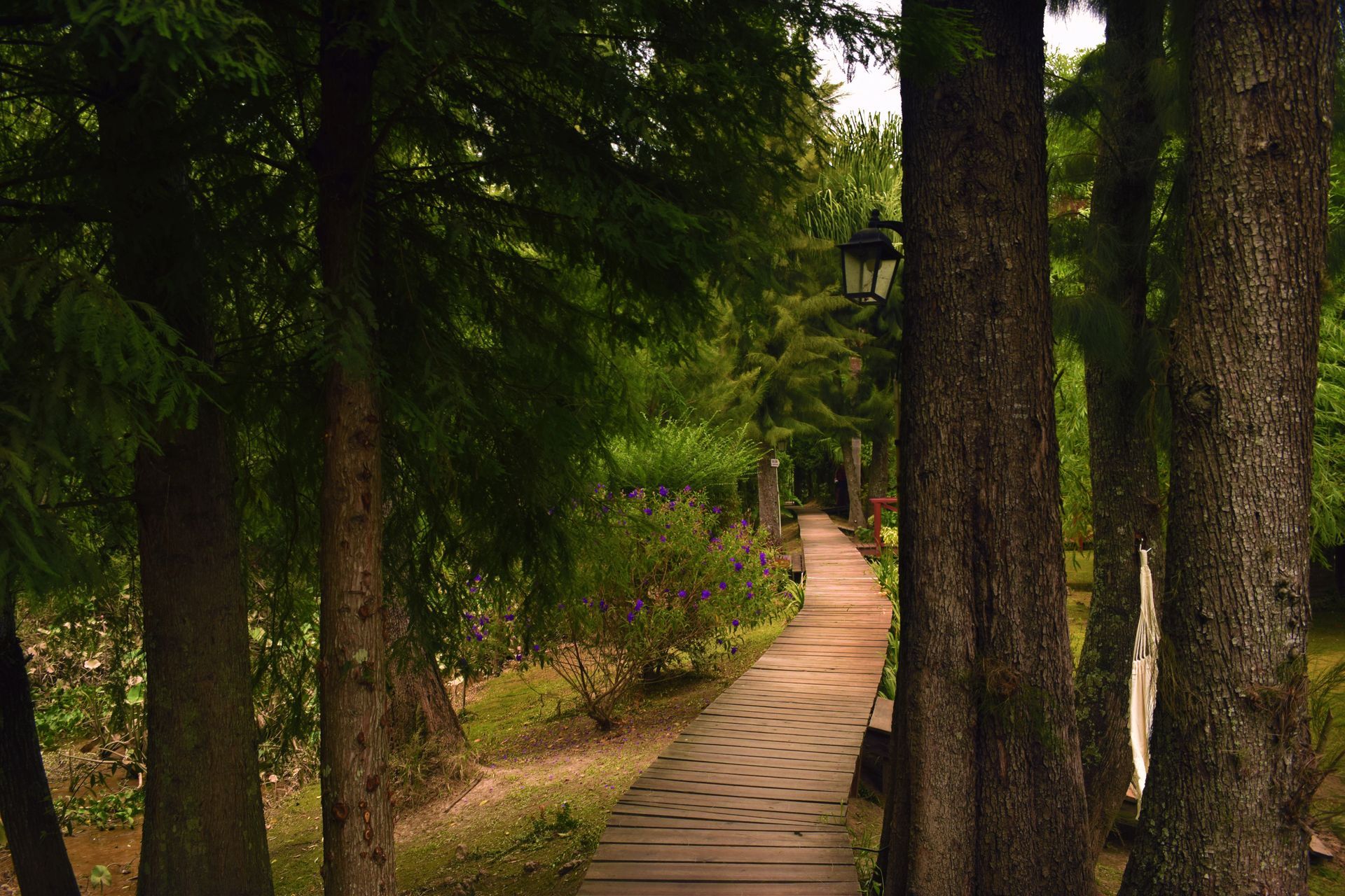 Sendero de madera que atraviesa un bosque, bordeado de árboles y vegetación. Una linterna cuelga a lo lejos.