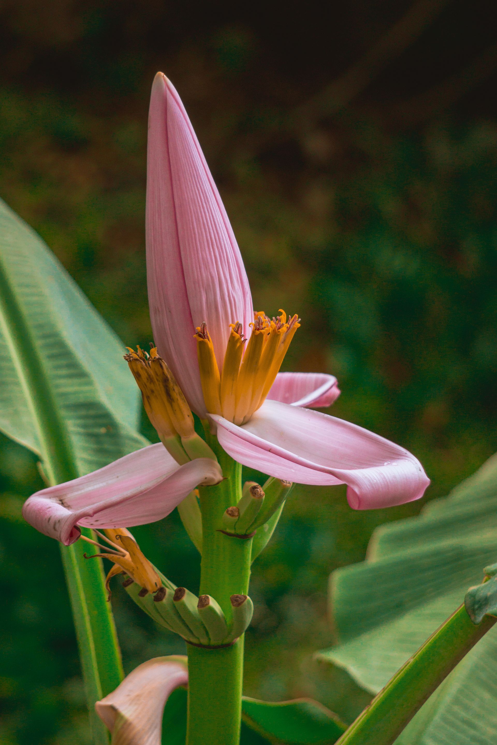 Capullo de flor de plátano rosa con estambre visible y tallo verde, sobre un fondo verde borroso.