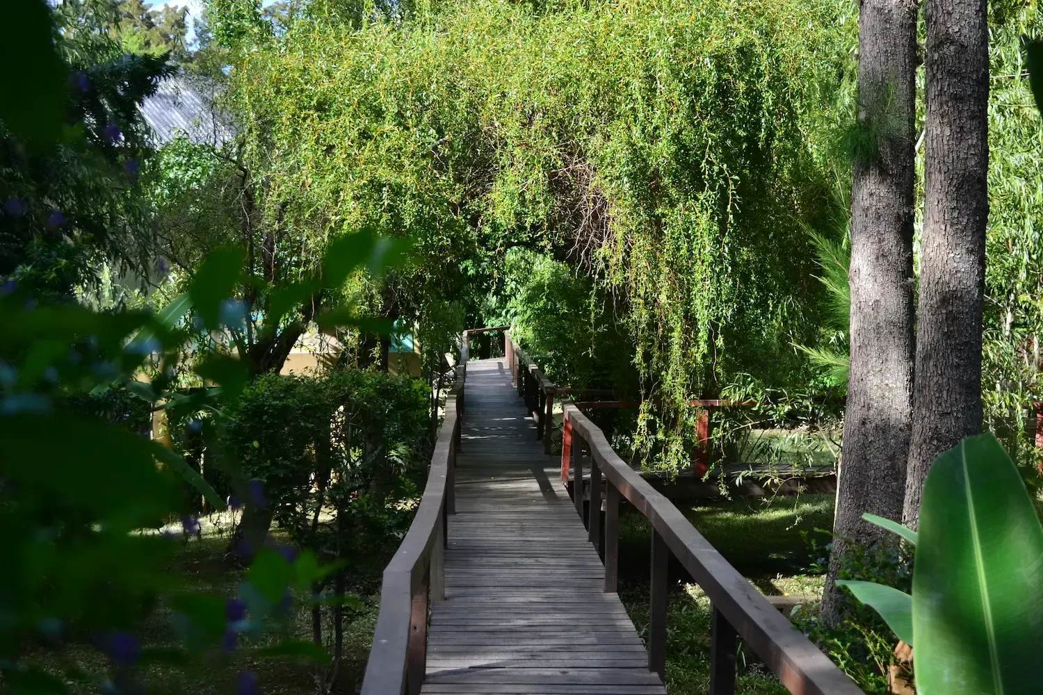 Pasarela de madera entre frondosos árboles verdes.
