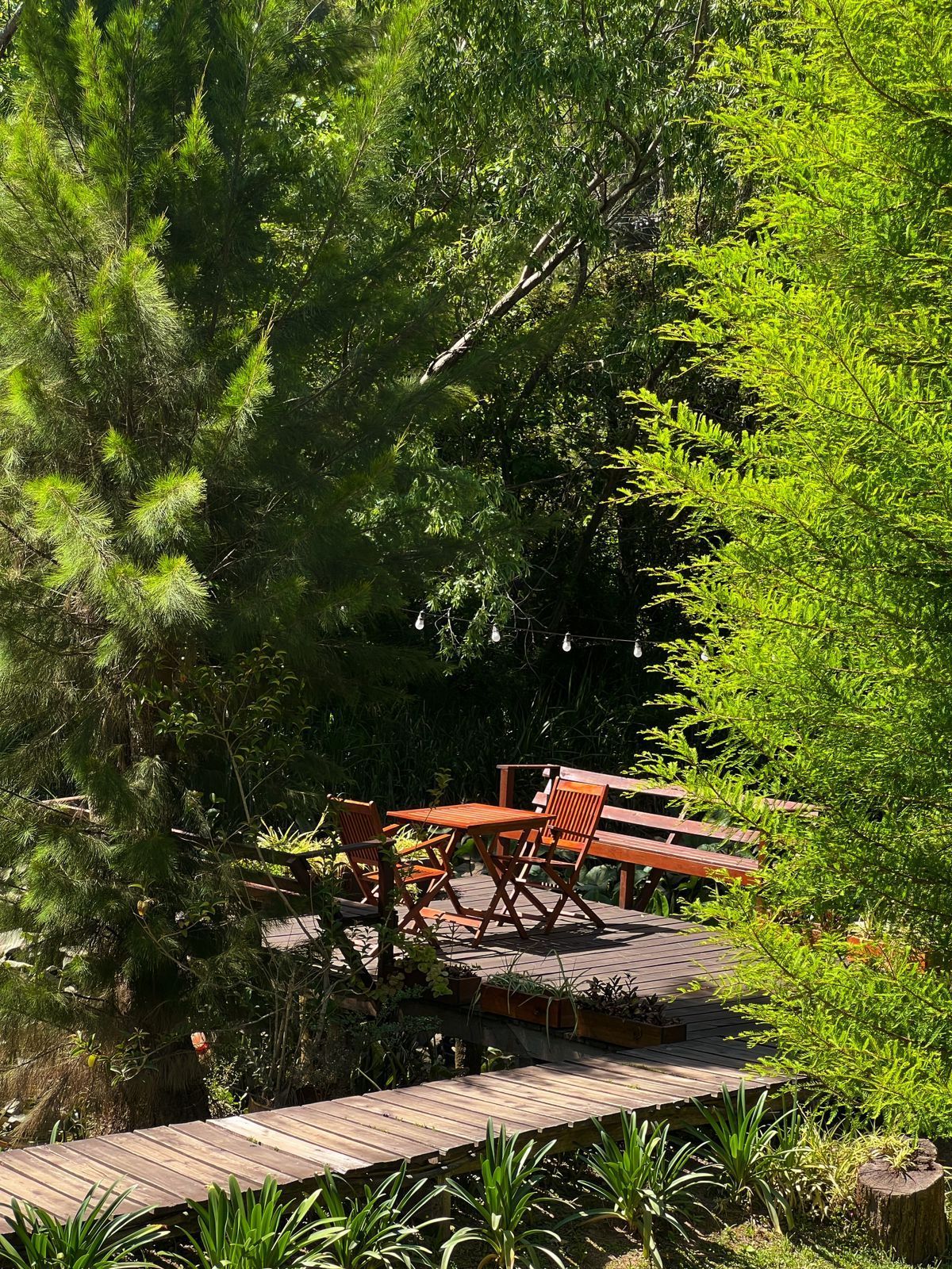 Mesa y bancos de madera en una terraza rodeada de exuberantes árboles verdes y una pasarela de madera.