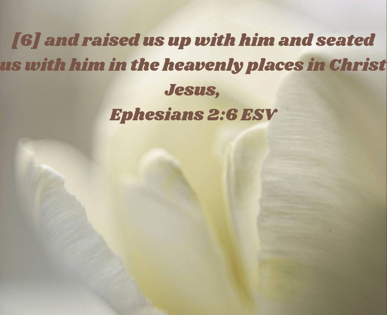 A white flower with a bible verse on it