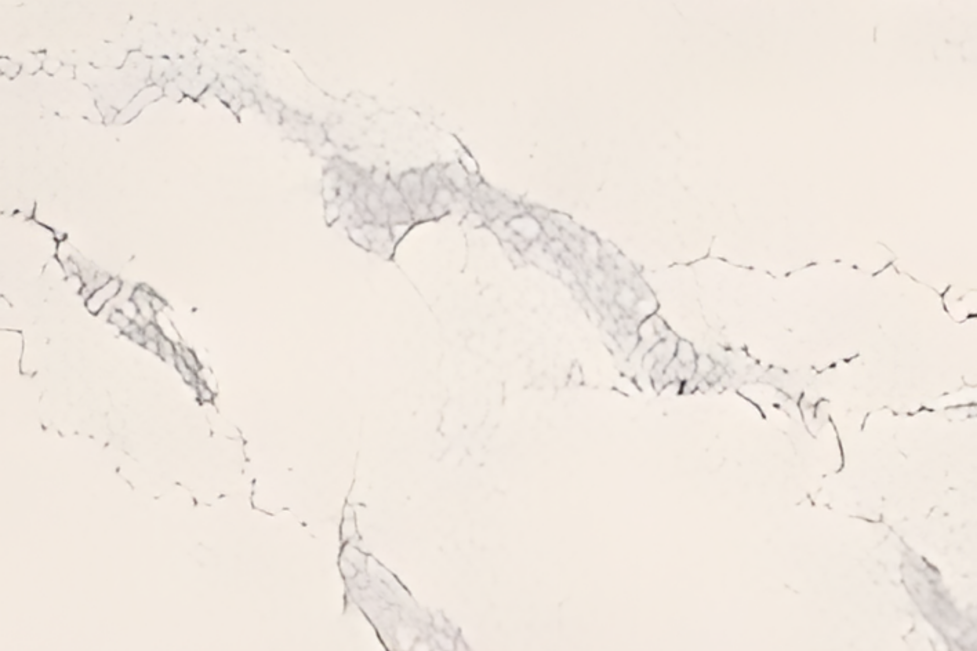Light white marble texture with subtle gray veining