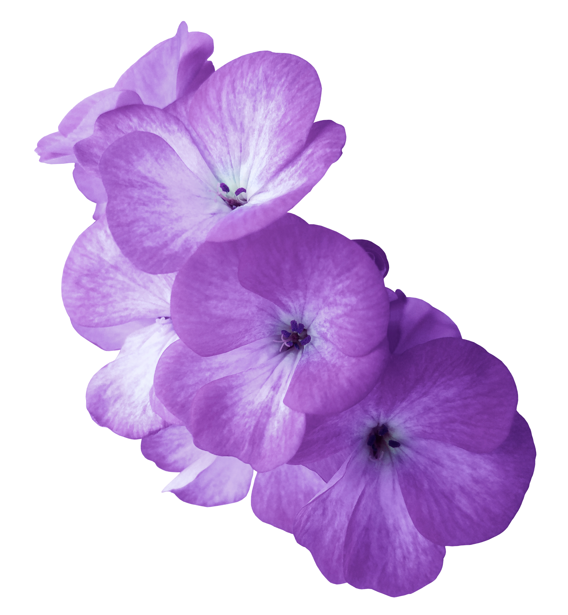 Flower Flower