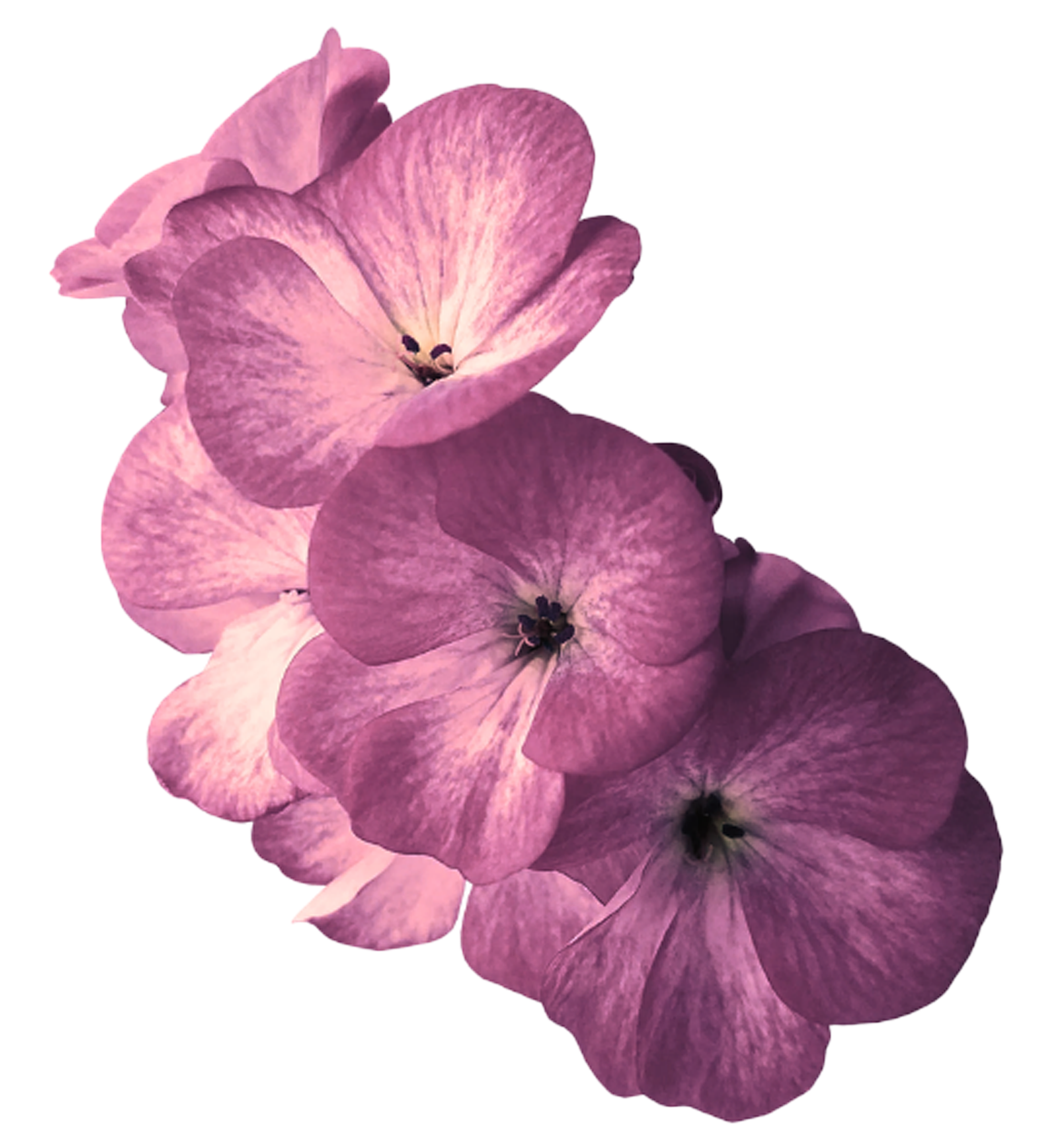 Flower Flower