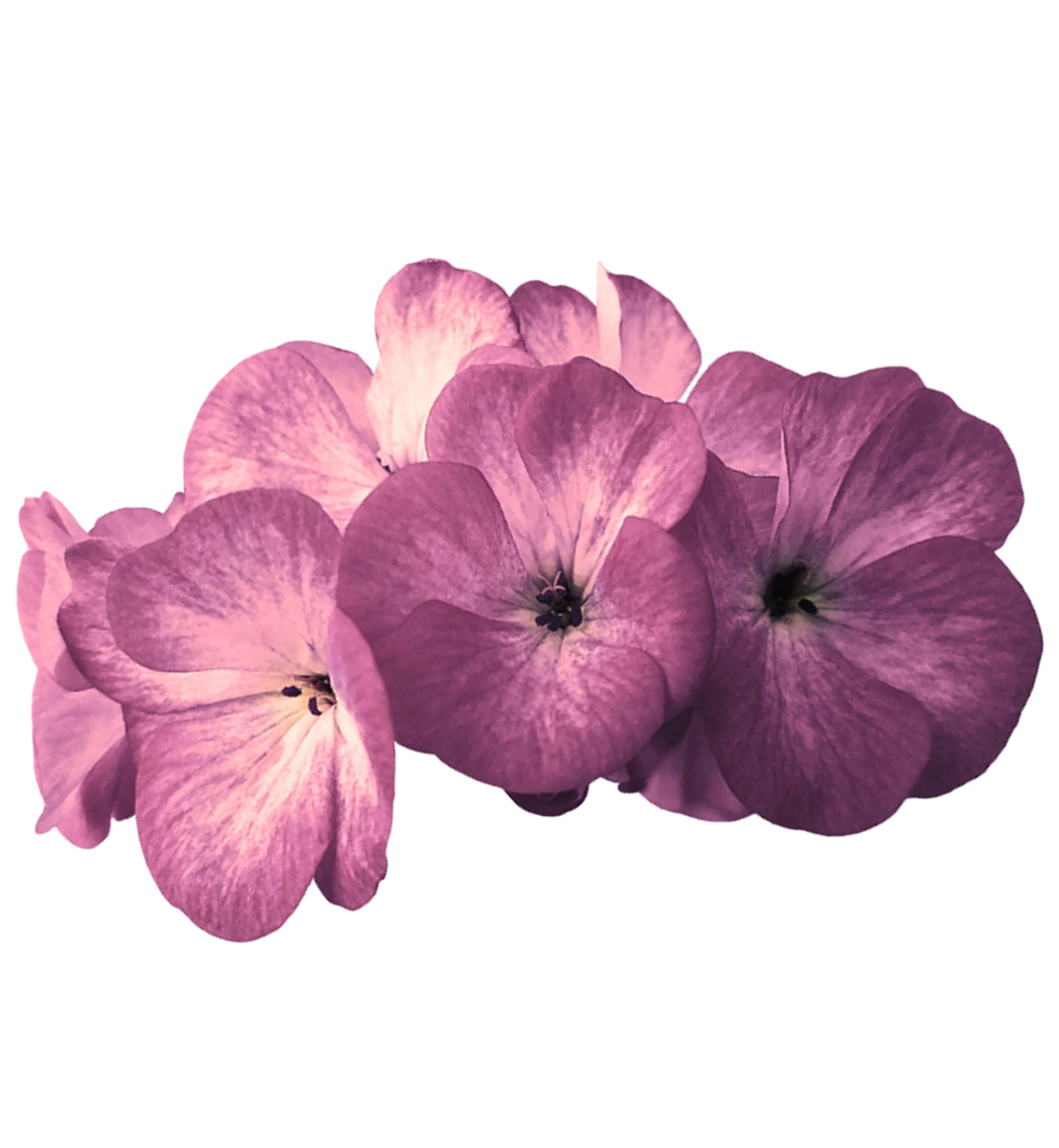 Flower Flower