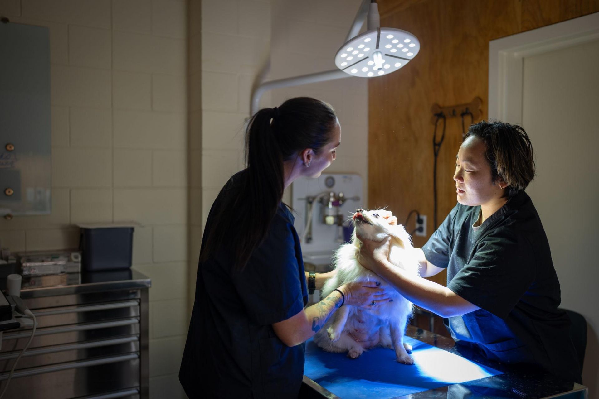 Veterinarian examining a small dog on a blue exam table under a surgical lamp