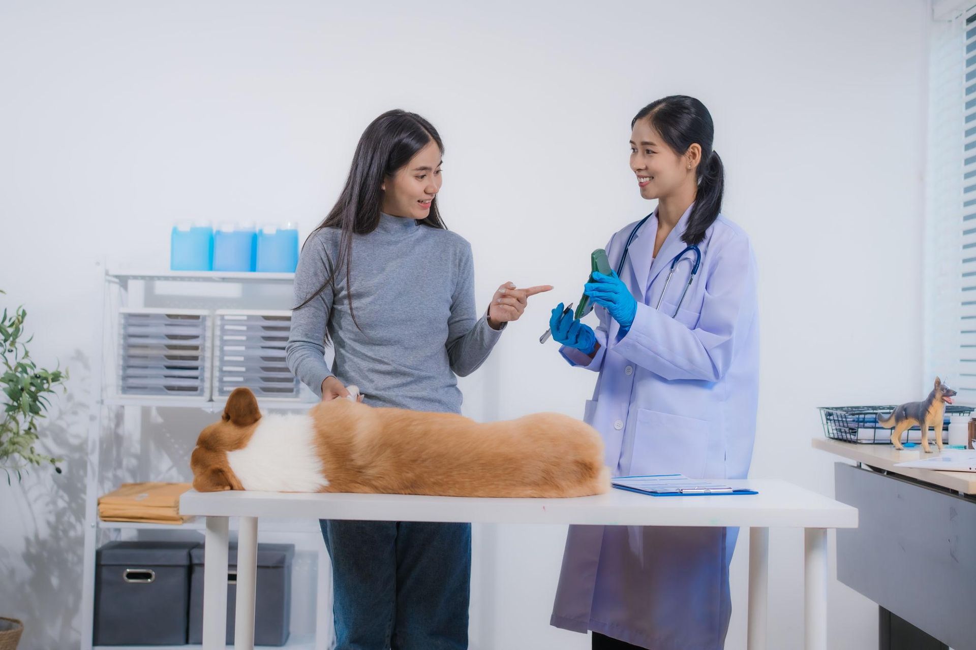 Veterinarian and pet owner examining a fluffy orange dog on a clinic exam table