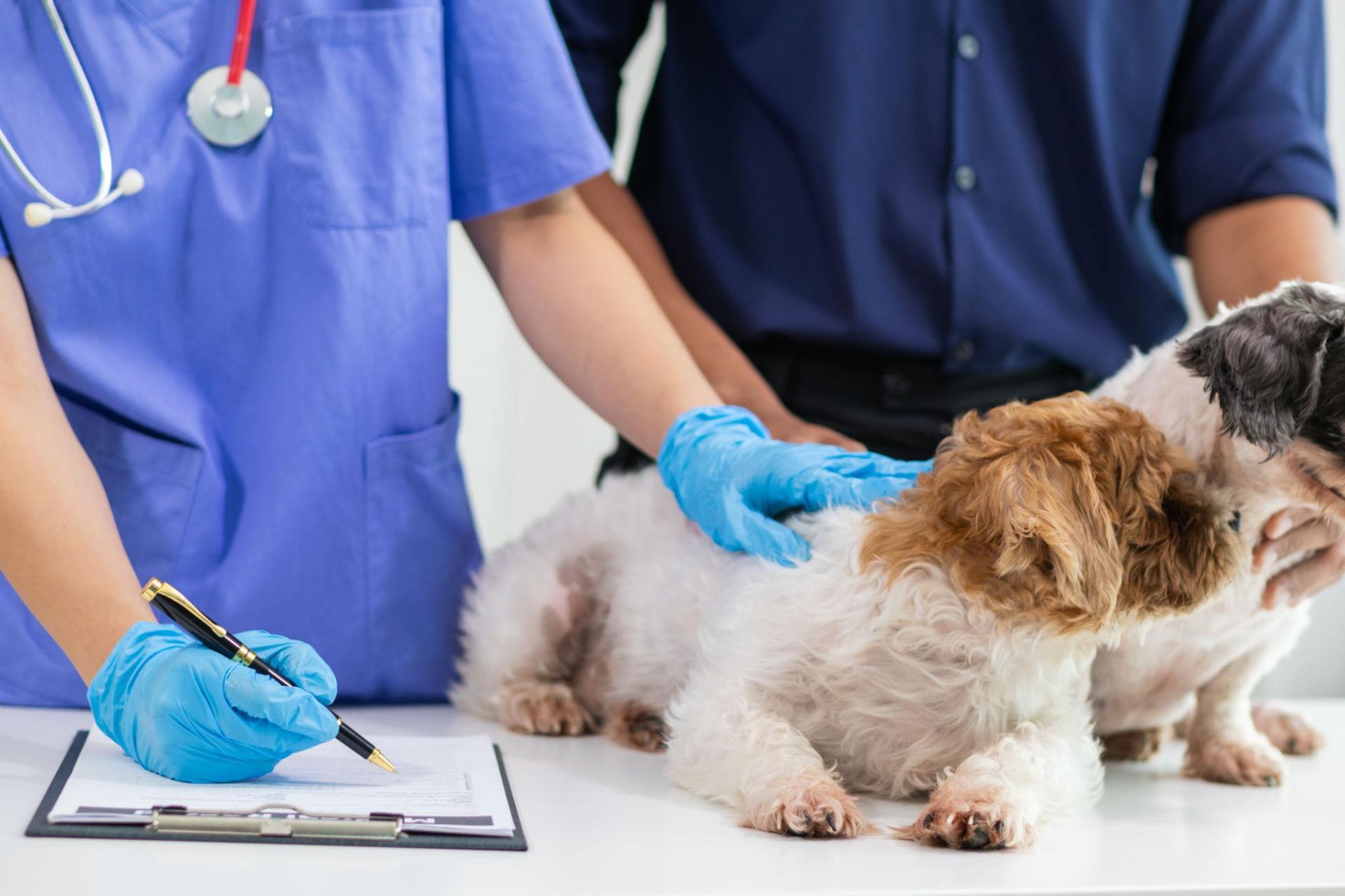 Veterinarian in blue scrubs examining a small dog on a clinic table while another dog stands nearby