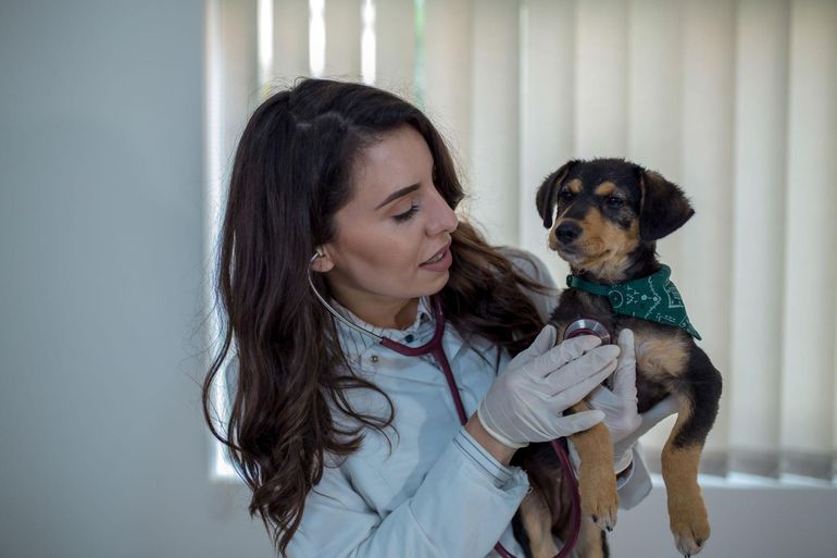 Two vets examining a small curly-haired dog on a table in a bright clinic room