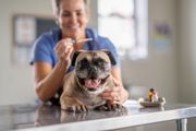Smiling pug at a vet exam table with a woman in blue in the background