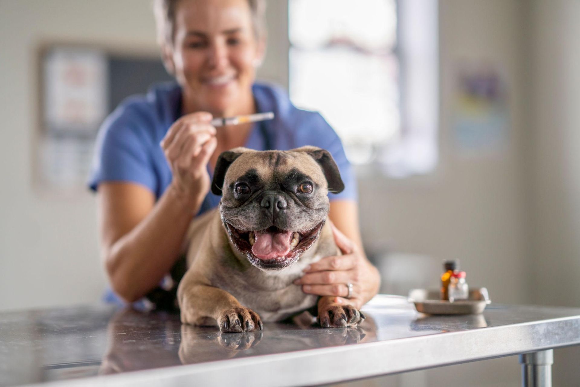 Smiling pug at a vet exam table with a woman in blue in the background