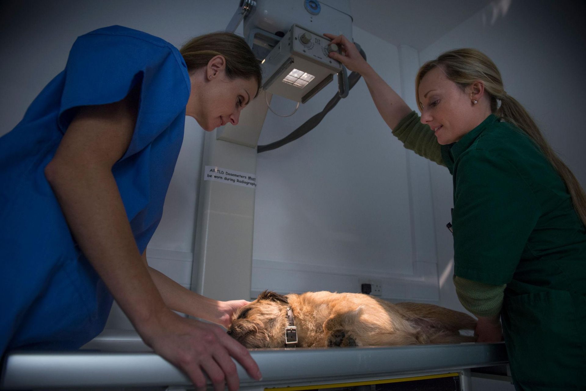 Two veterinarians examine a sedated dog on a veterinary table under a bright exam light