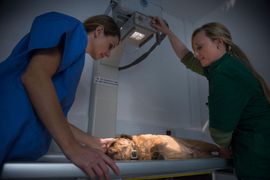 Two veterinarians examine a small animal under an X-ray machine in a clinic.