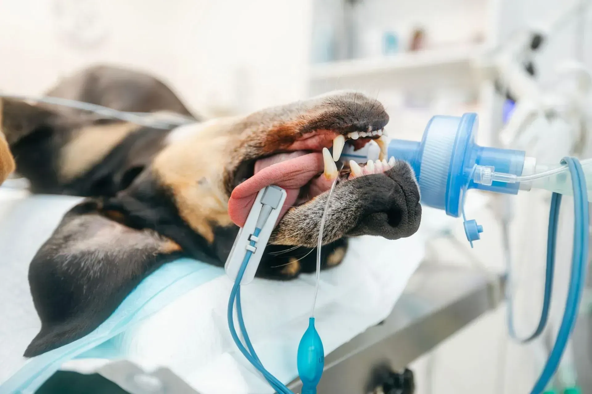 Dog receiving oxygen through a mask at a veterinary clinic