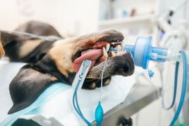 Dog receiving oxygen through a blue veterinary mask in a clinic