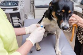 Veterinarian giving a dog an injection on a clinic exam table
