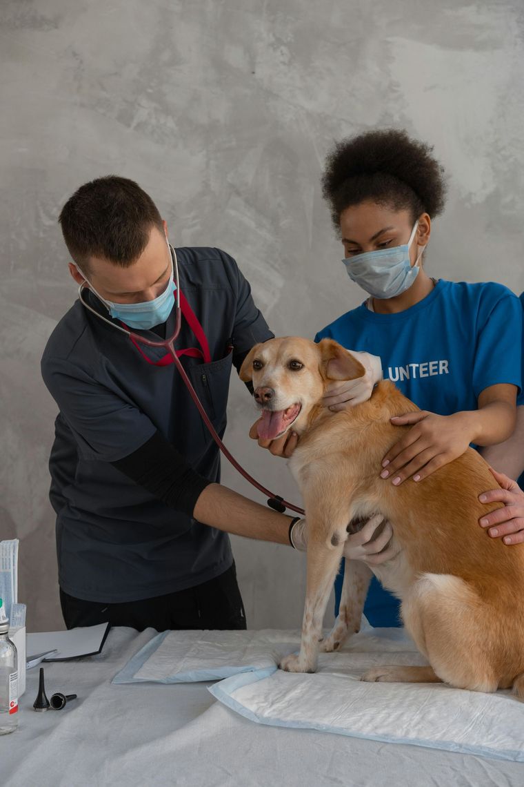 Two masked veterinarians examine a tan dog on a clinic table