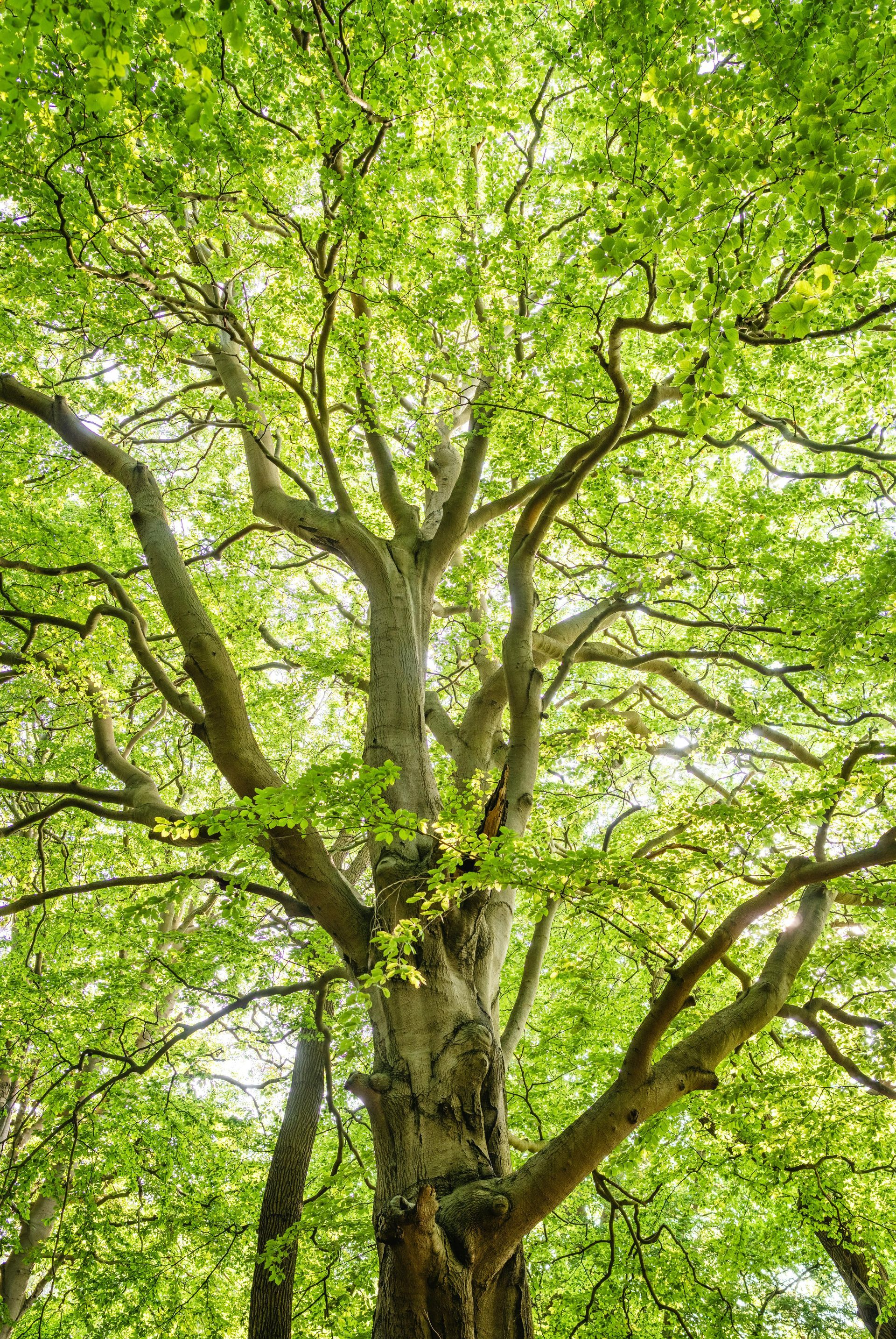 Large oak tree trimming service in Zephyrhills Florida