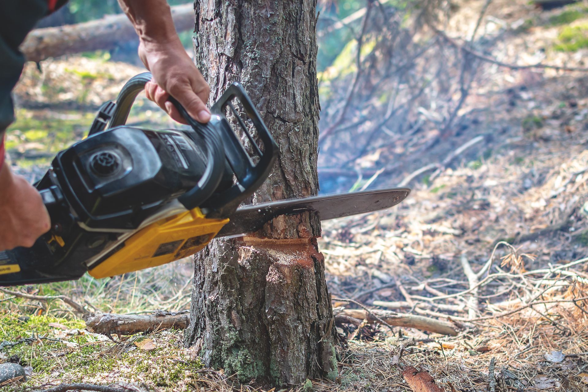 Tree Removal