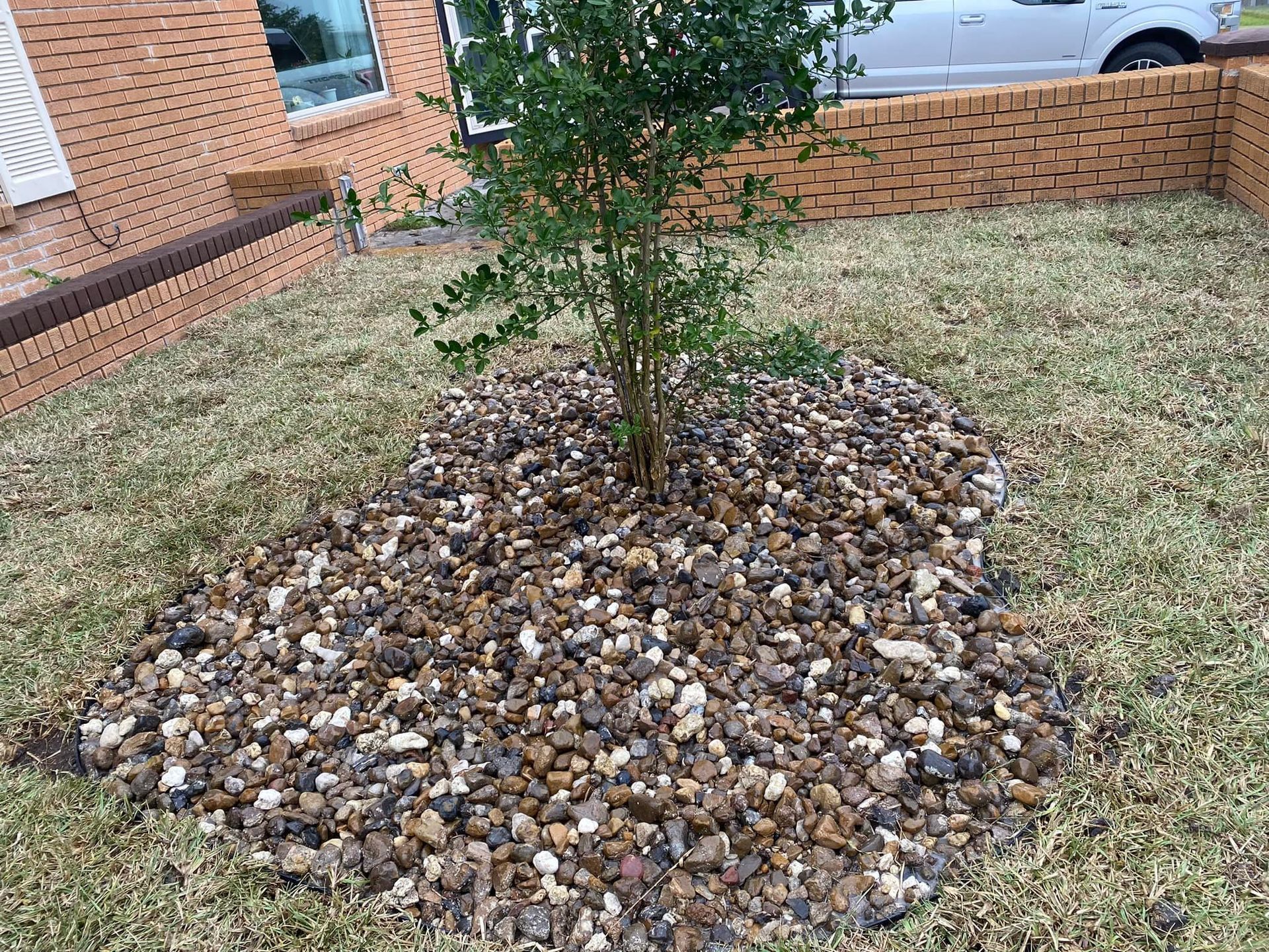 A small tree surrounded by gravel in a grassy yard, near a brick wall.