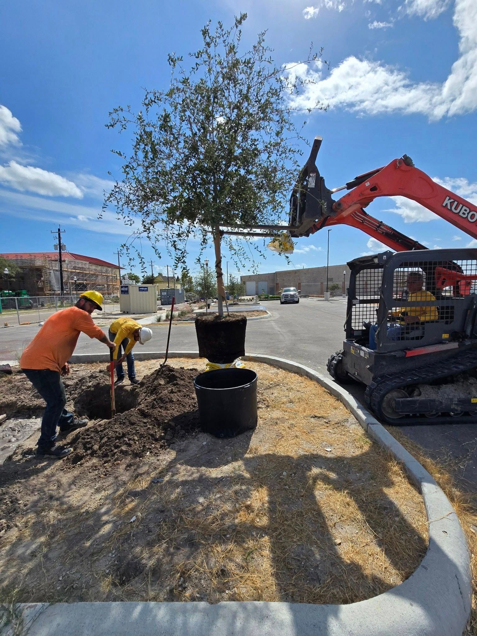 Workers planting a tree with an excavator in a commercial area on a sunny day.