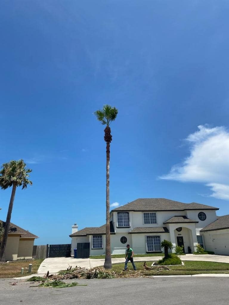 Palm tree being trimmed in front of a two-story house, worker in green, bright blue sky.