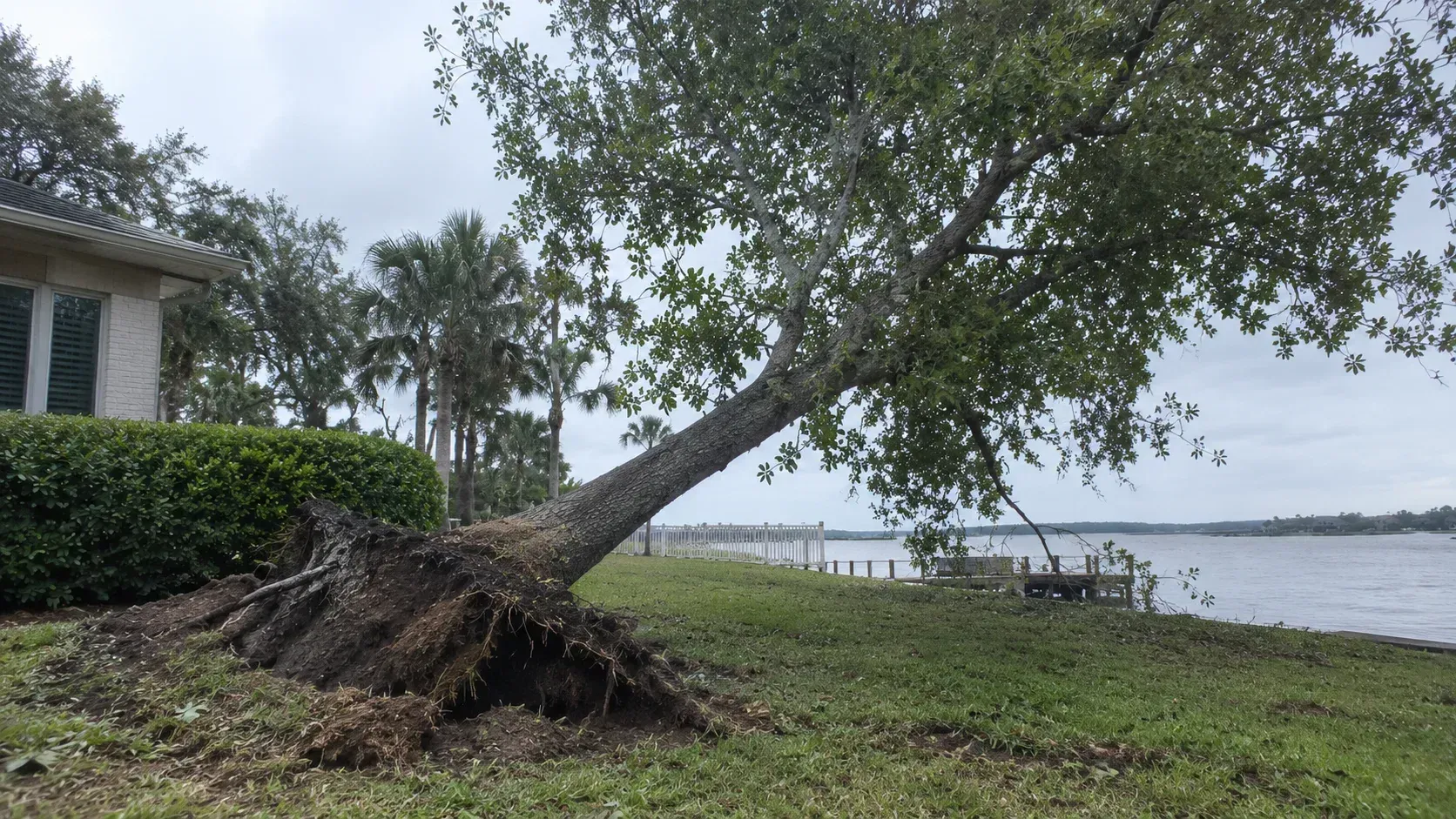 A large tree with compromised roots leaning precariously over a waterfront lawn toward a residential property, showing what happens if you wait until after hurricane season to remove a leaning tree in Corpus Christi.