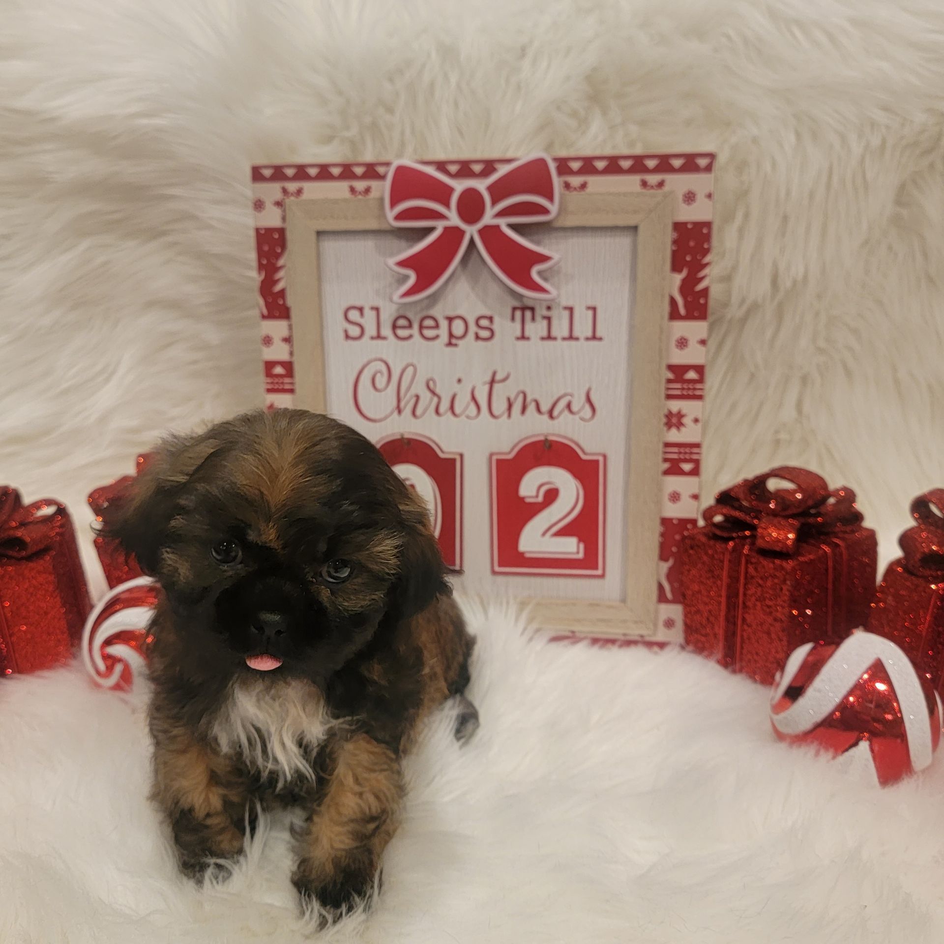 Black and Brown Shih Tzu Puppy