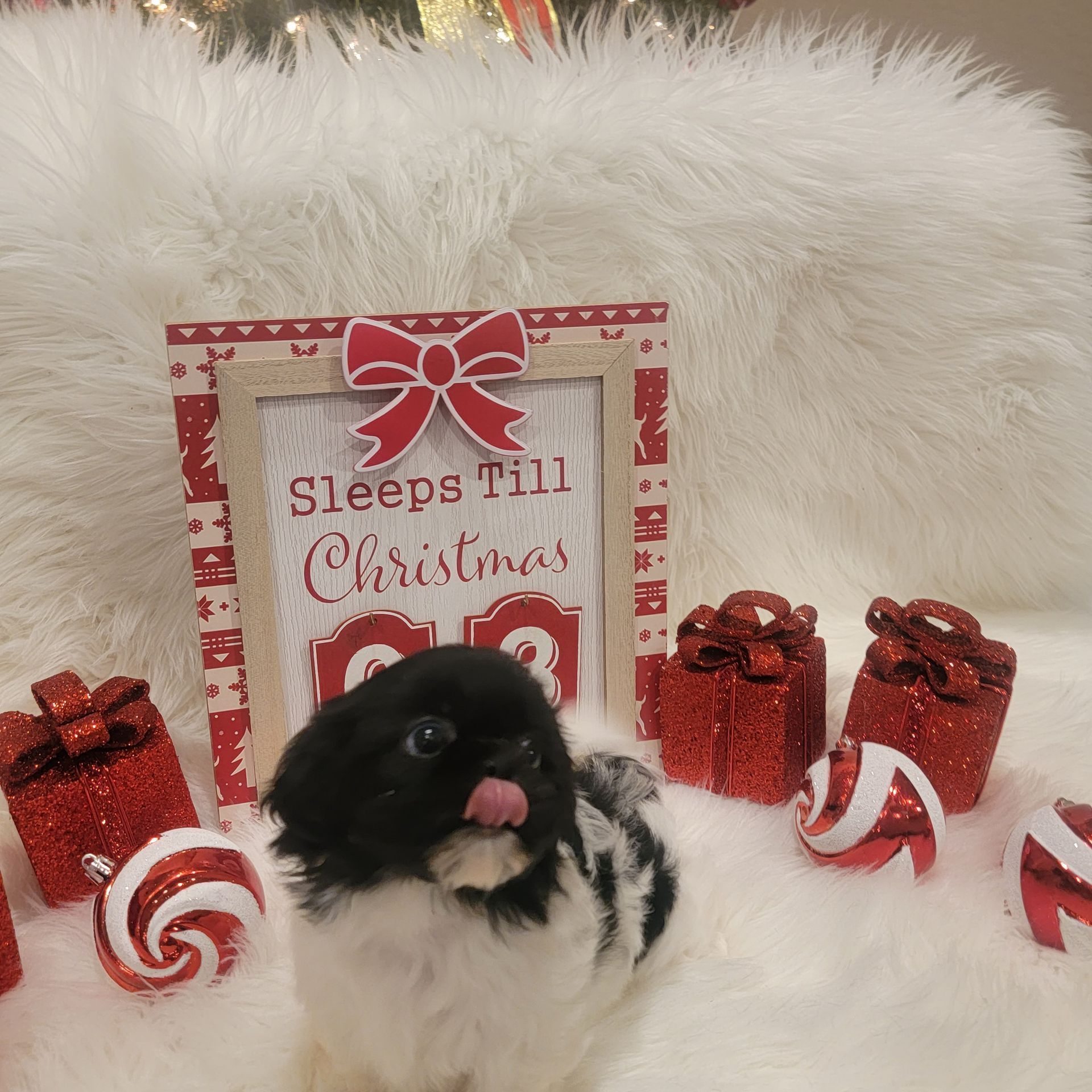 Black and White Shih Tzu Puppy