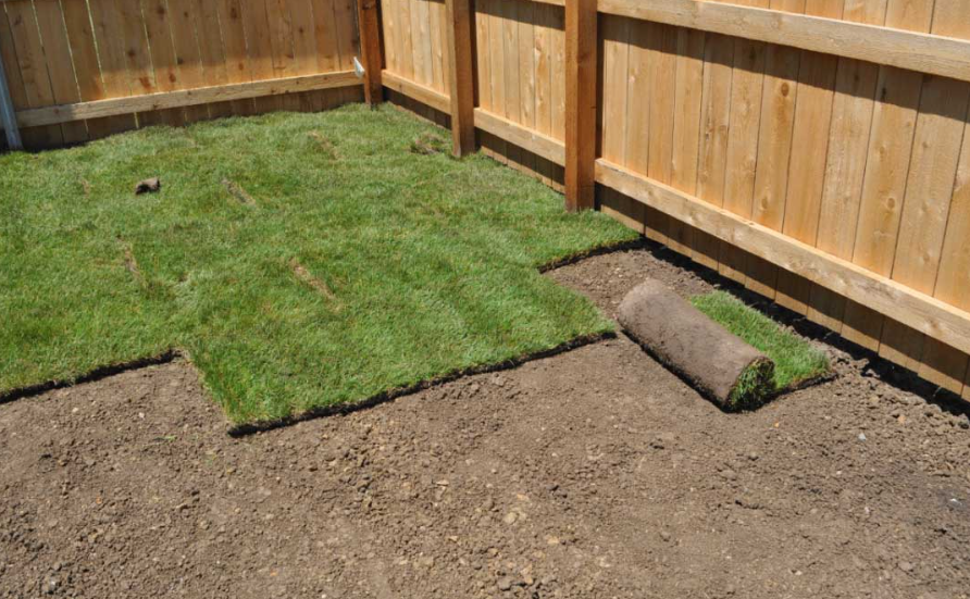 Patchy new grass sod laid in a backyard corner beside a wooden fence.