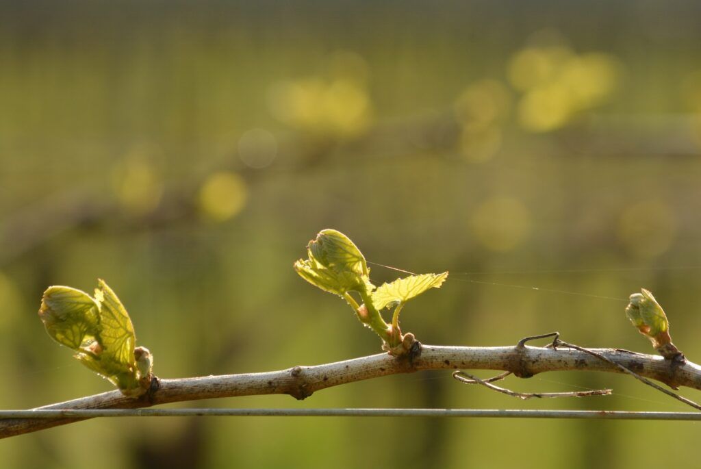 South Mountain Vineyard