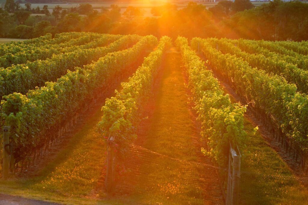 Long Green Vineyard