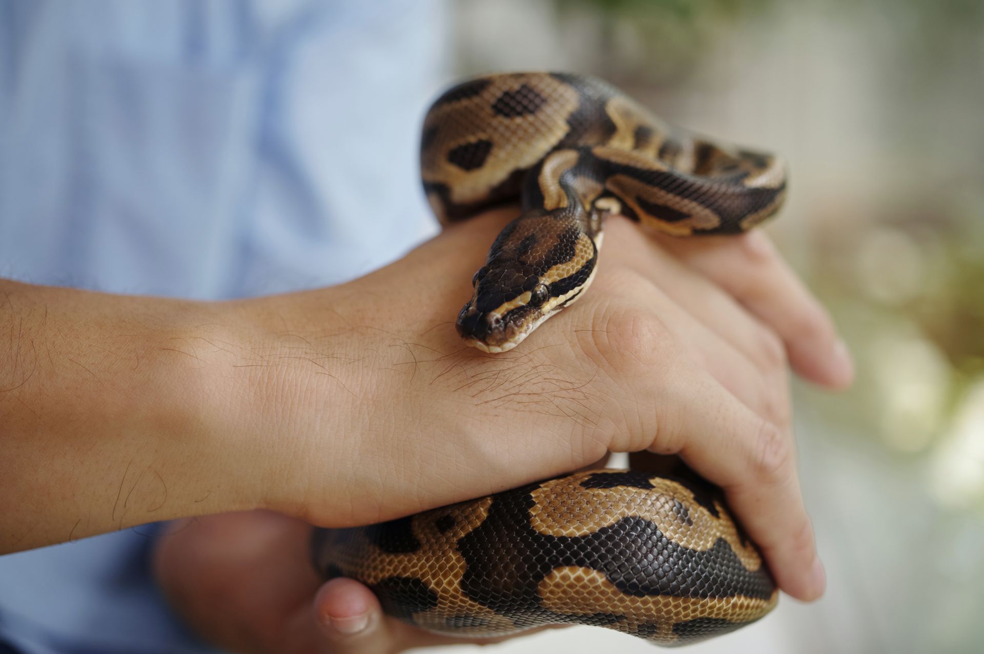 Brown-and-black snake coiled around a person’s hand, with another hand supporting it