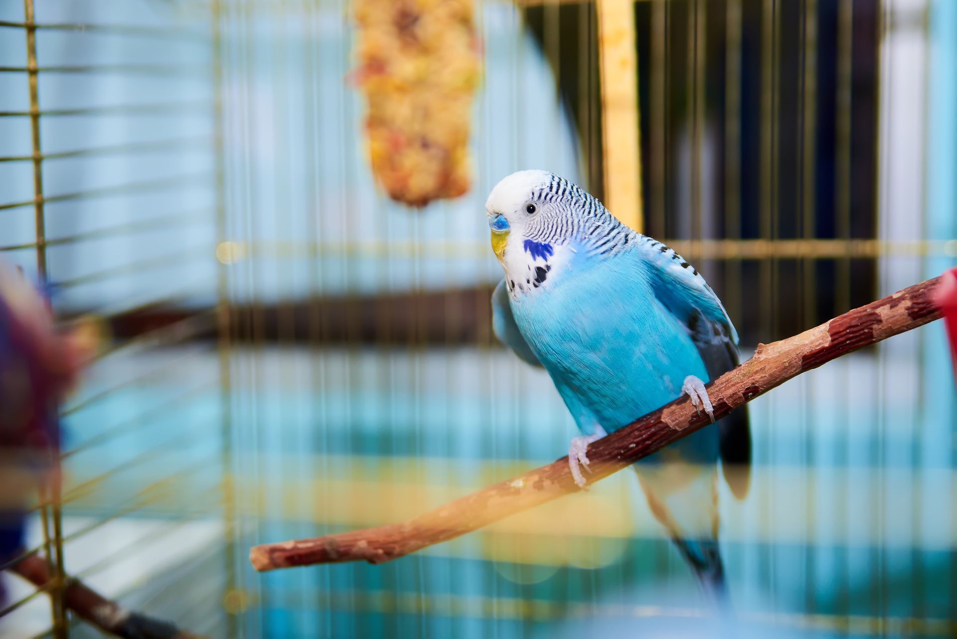 Blue budgerigar perched on a branch inside a cage, with a blurred colorful background.