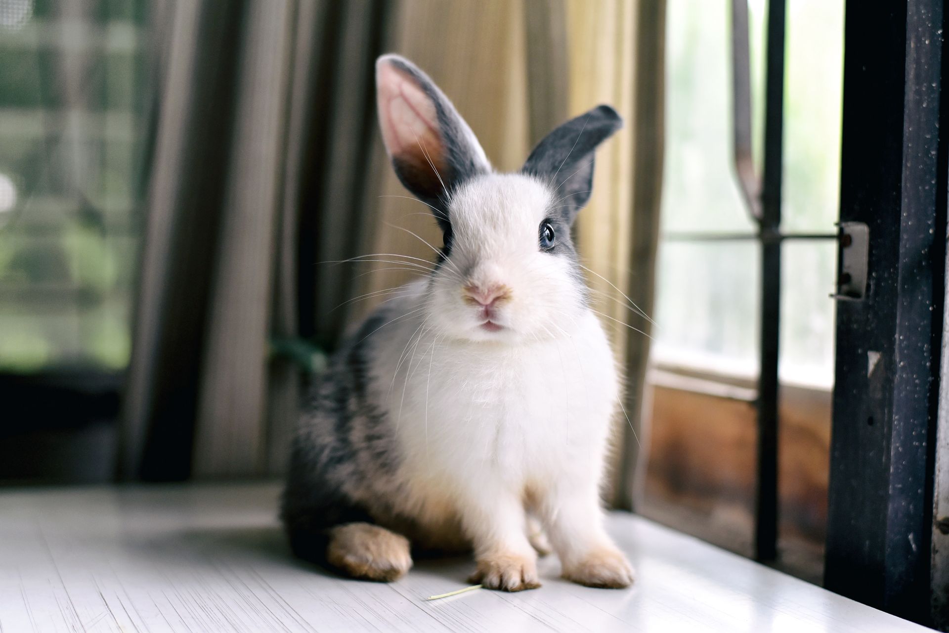 White-and-gray rabbit sitting on a windowsill beside a black window frame