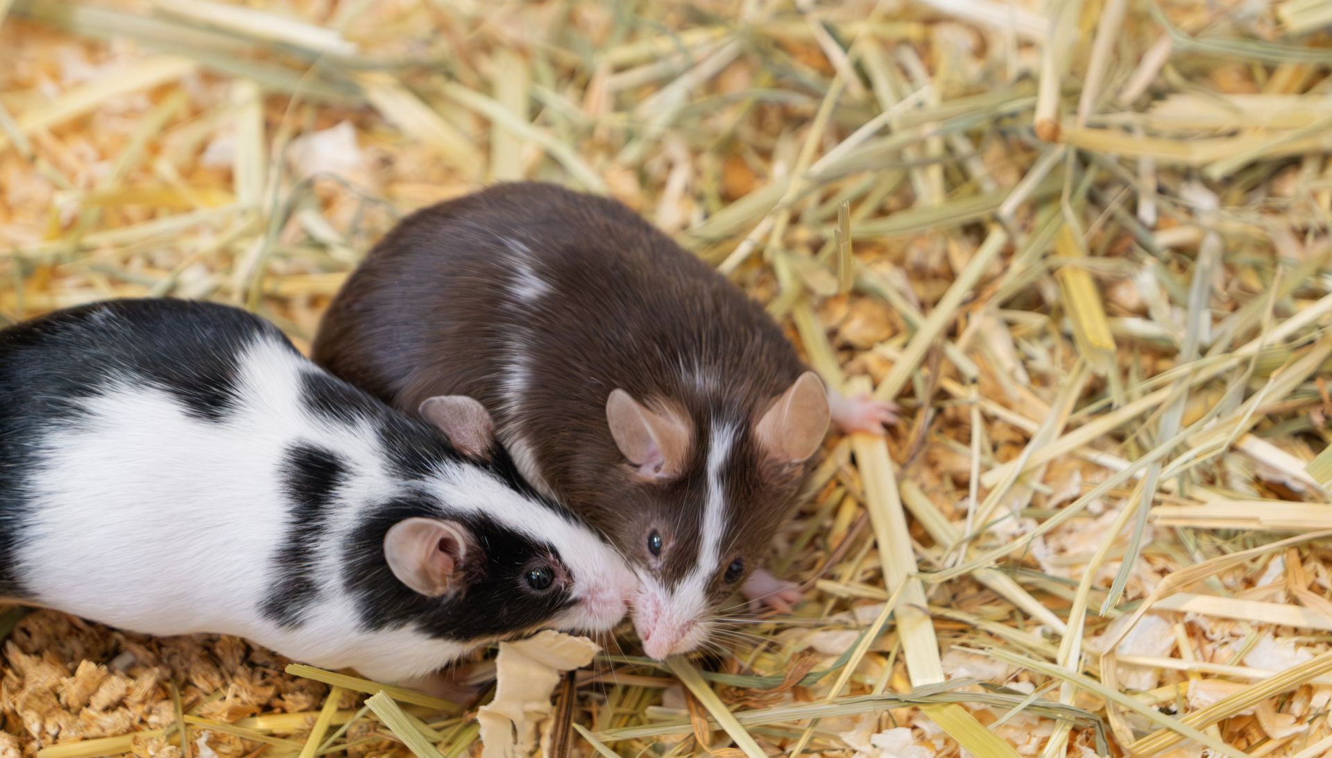 Two small rats, one black-and-white and one brown, nestled together on straw bedding